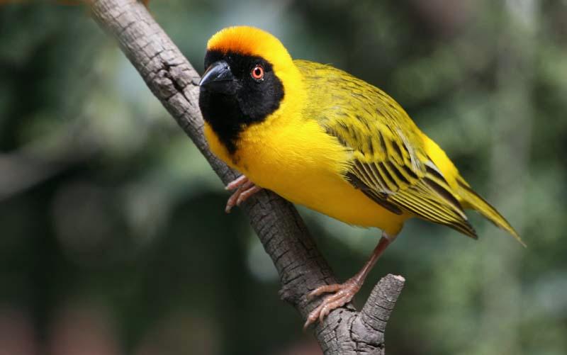Geelvink mannetjie.jpg - Swartkeelvink mannetjie met sy pragtige geel broeivere..
